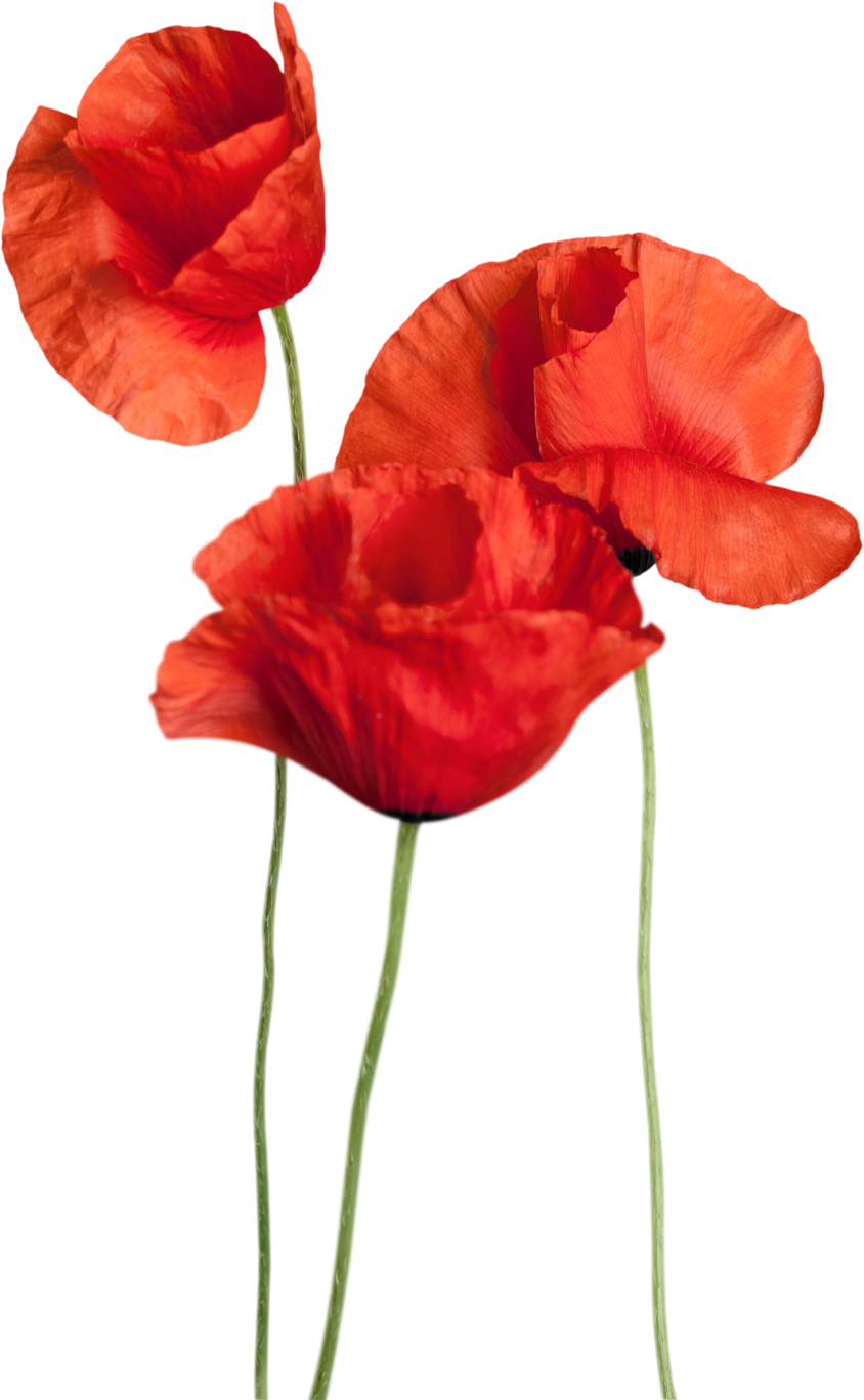 Red Poppy Flowers Isolated on White Background