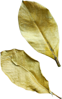 Real Fallen Leaves