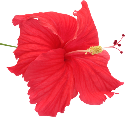 Hibiscus Flower