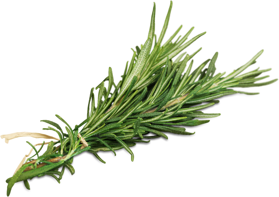 Rosemary Herb