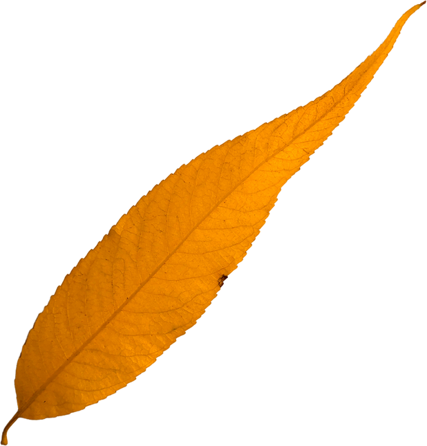 Colorful autumn leaf