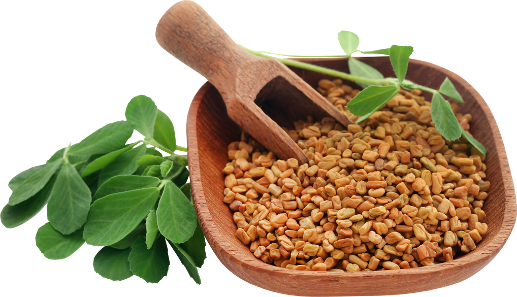 Fenugreek Seeds with Green Leaves in Wooden Bowl with Scoop